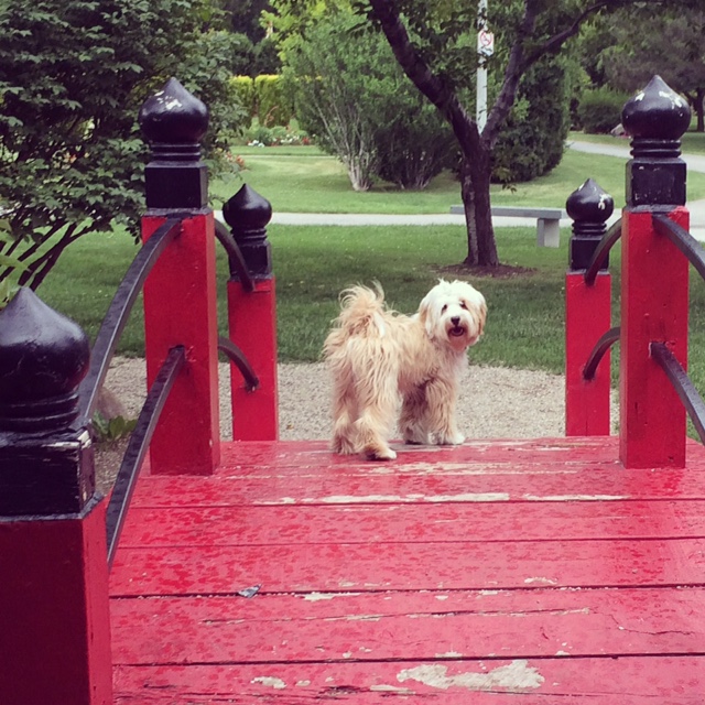 Tibetan terriers hot sale with love