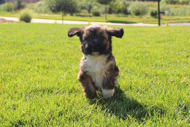 Tibetan terriers hot sale with love